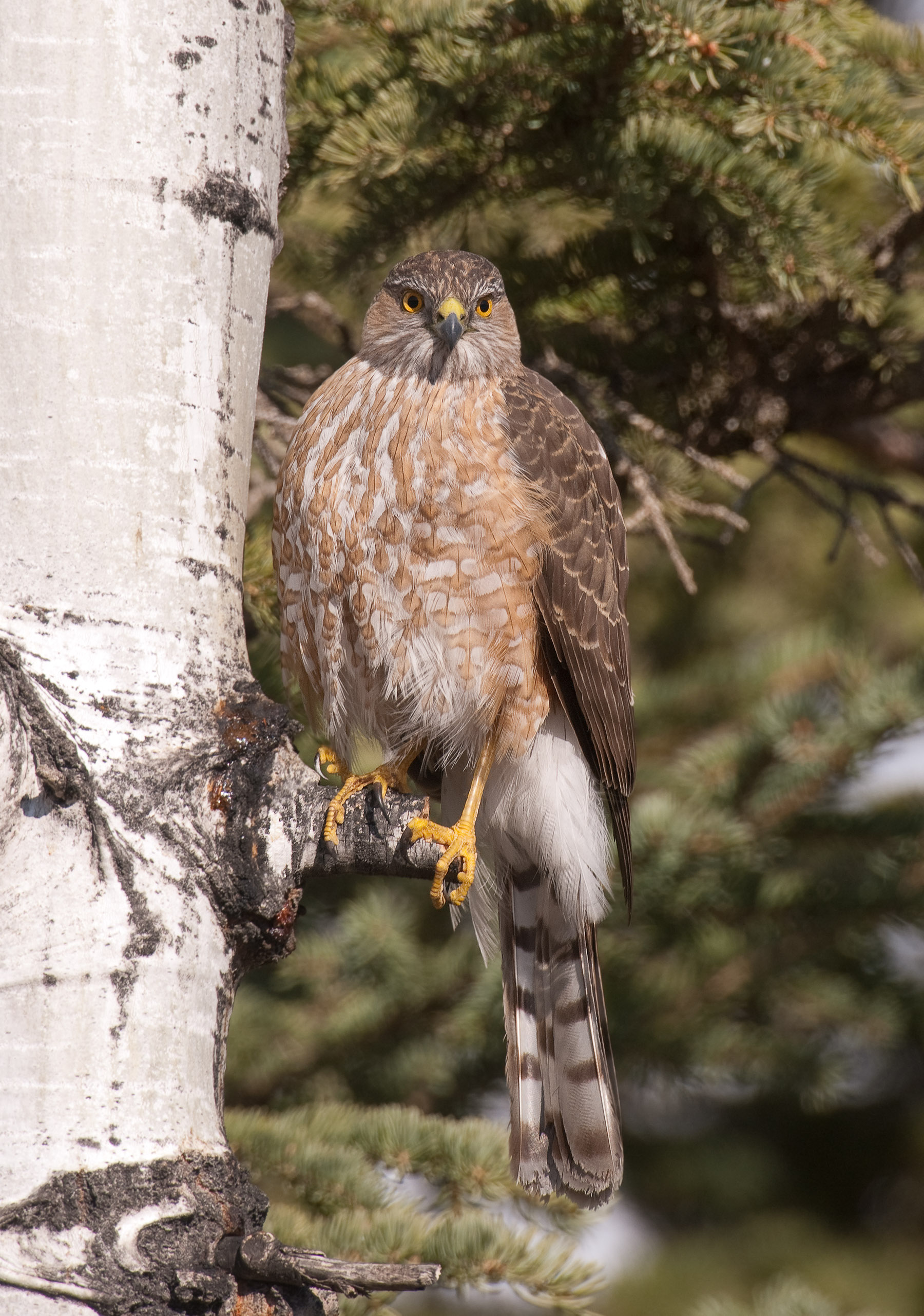 Sharp-shinned Hawk