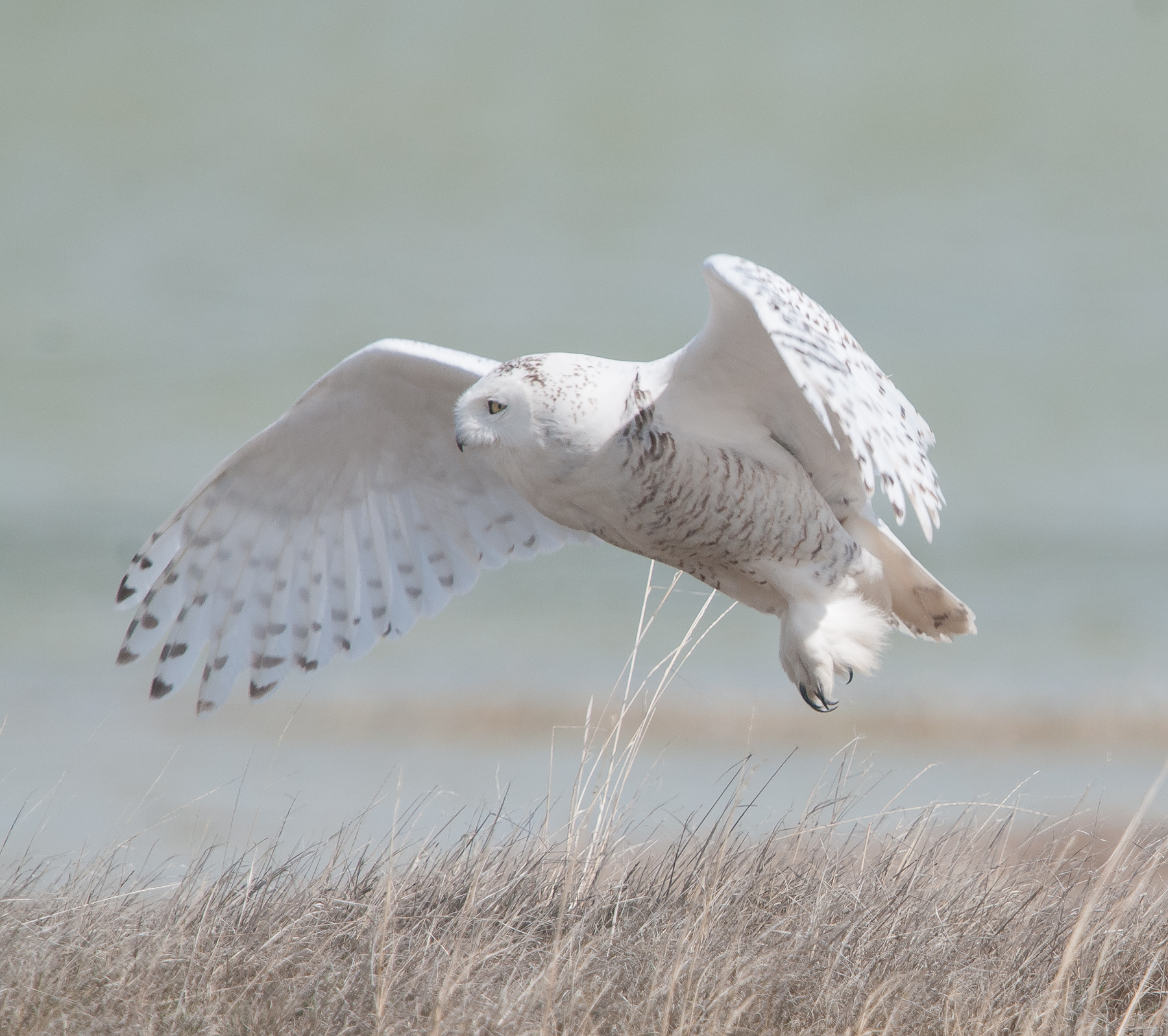 Snowy Owl