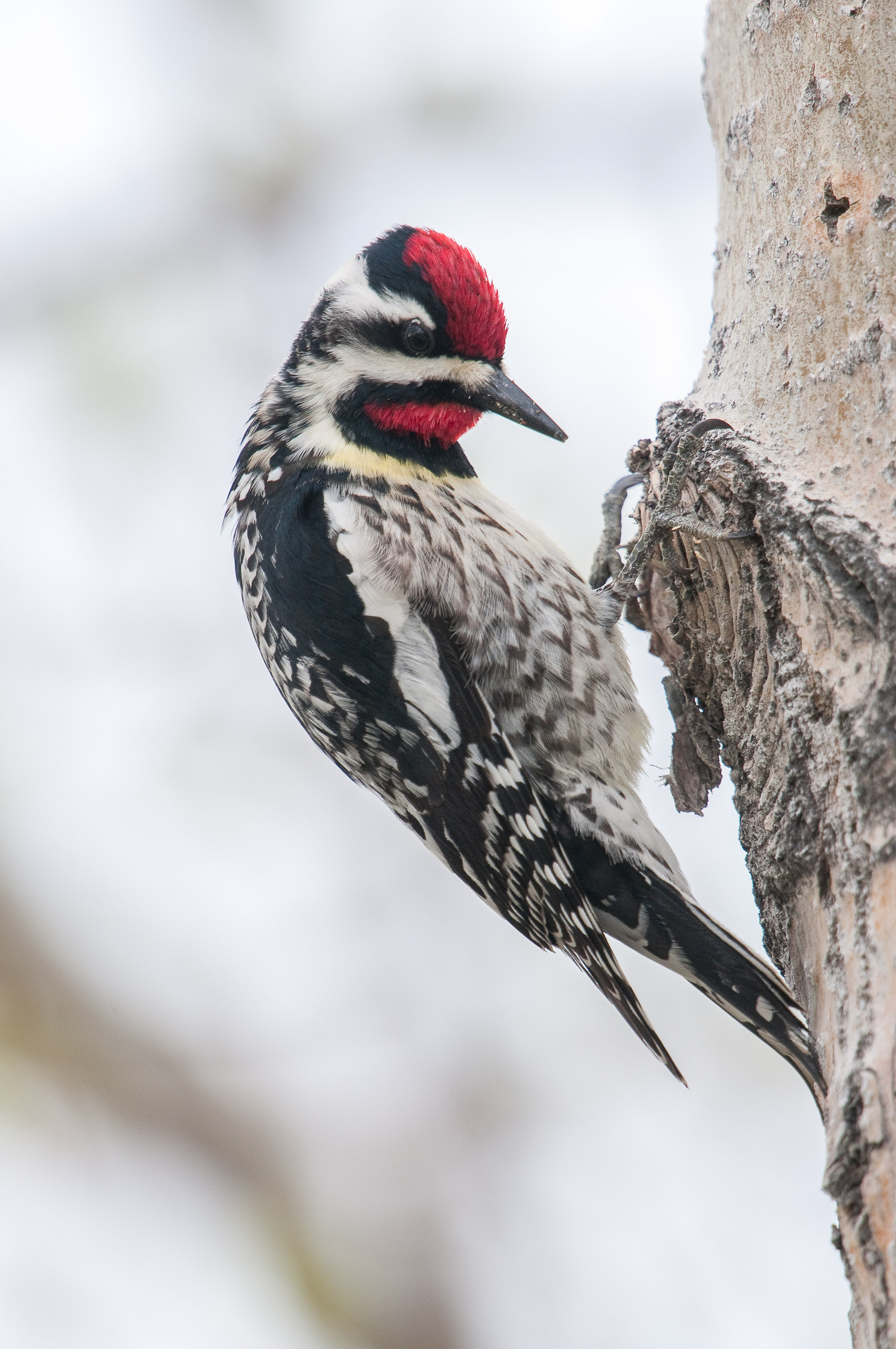 Yellow-bellied Woodpecker