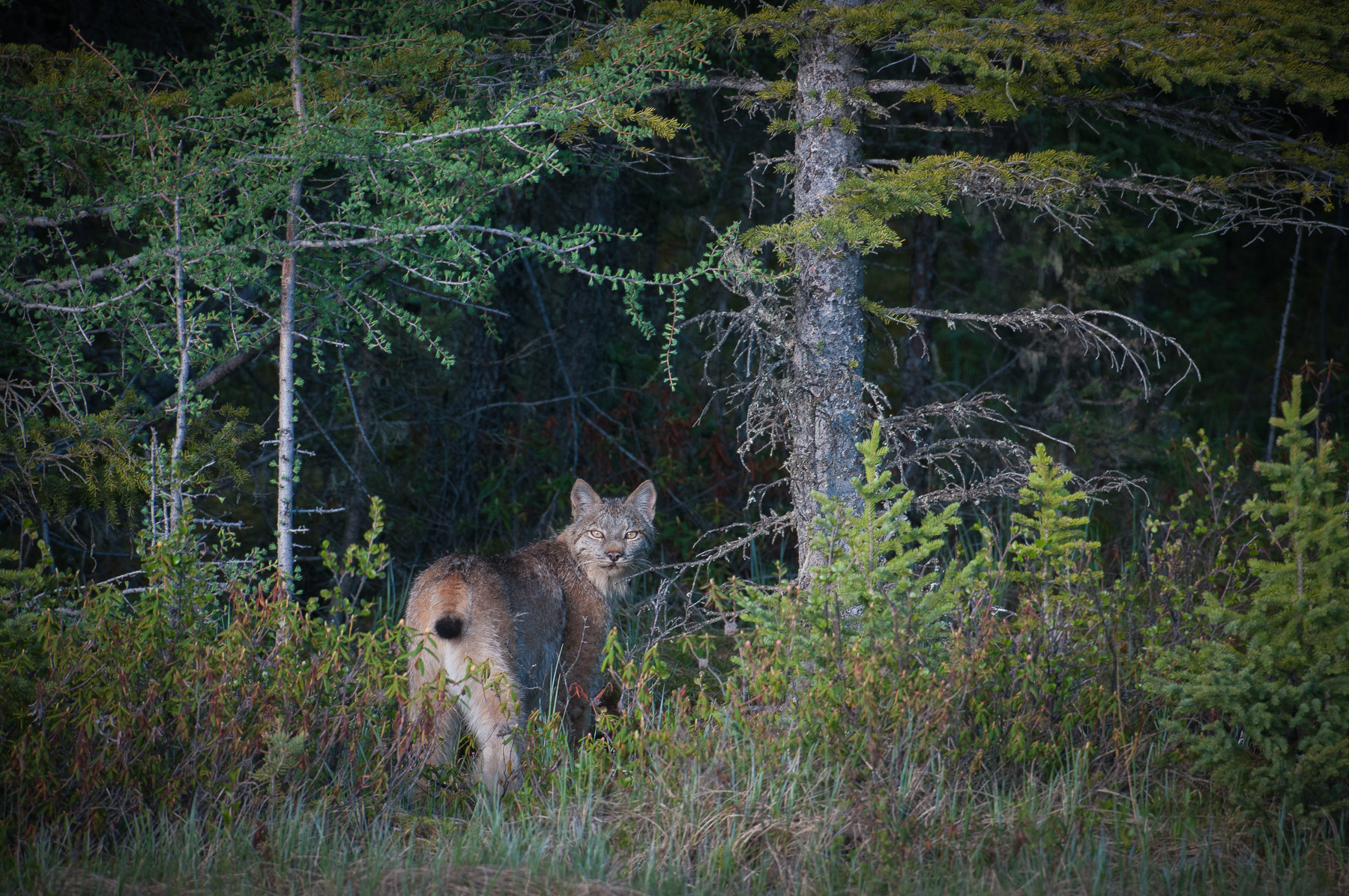 Lynx