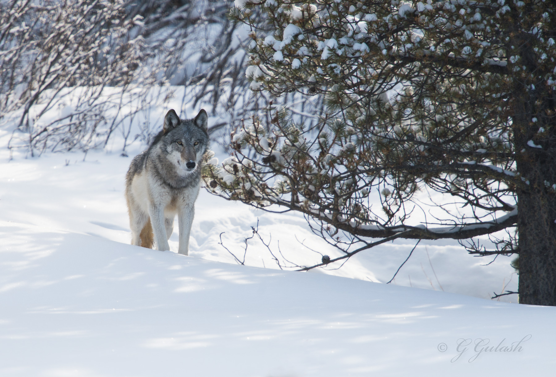 Wolf