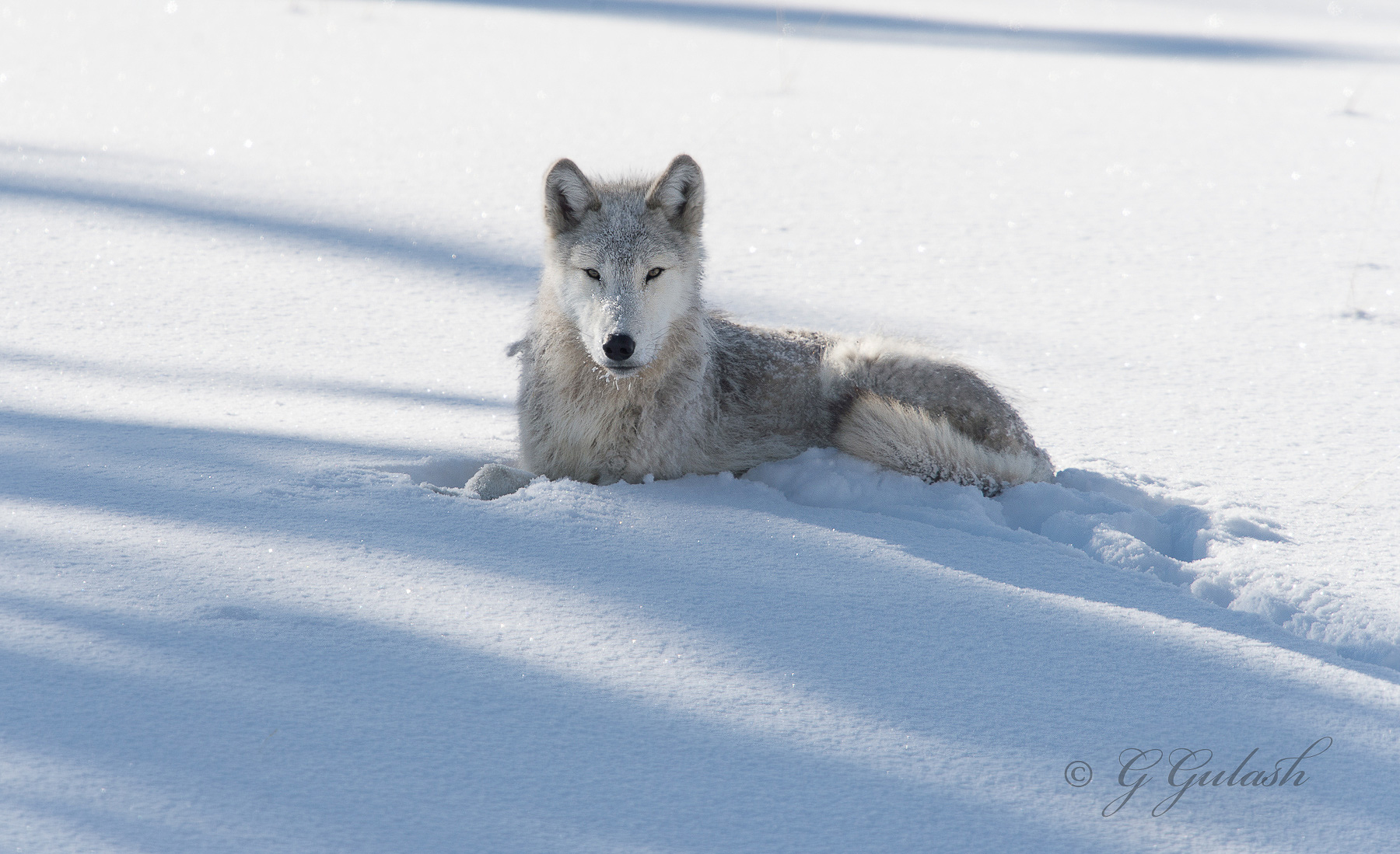 Young Wolf
