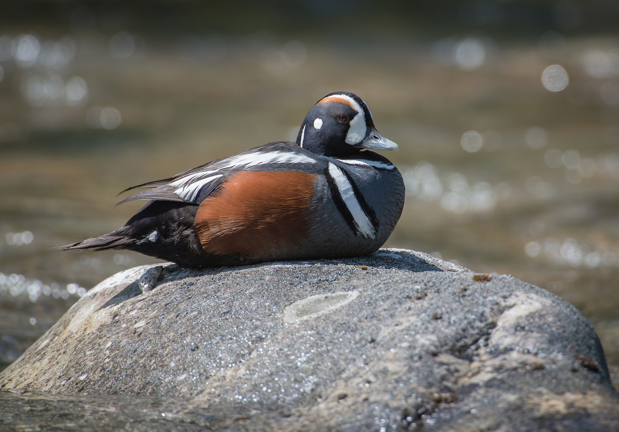 Harlequin Duck