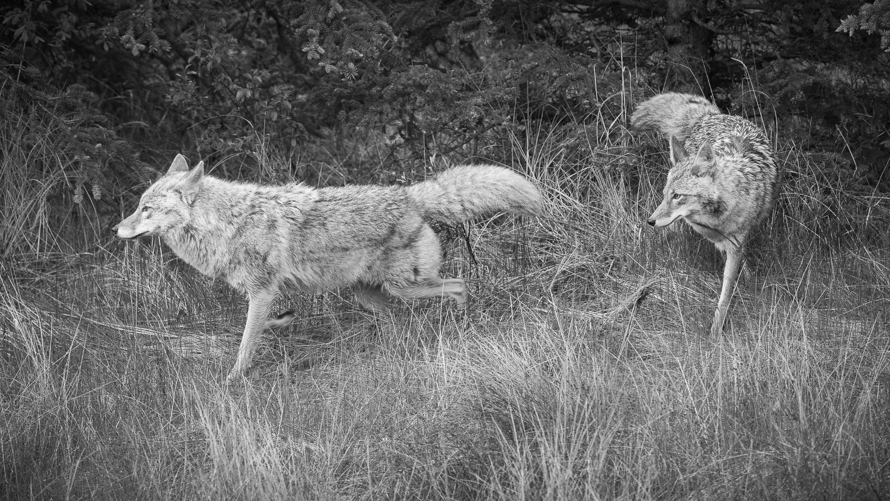 Close Pair