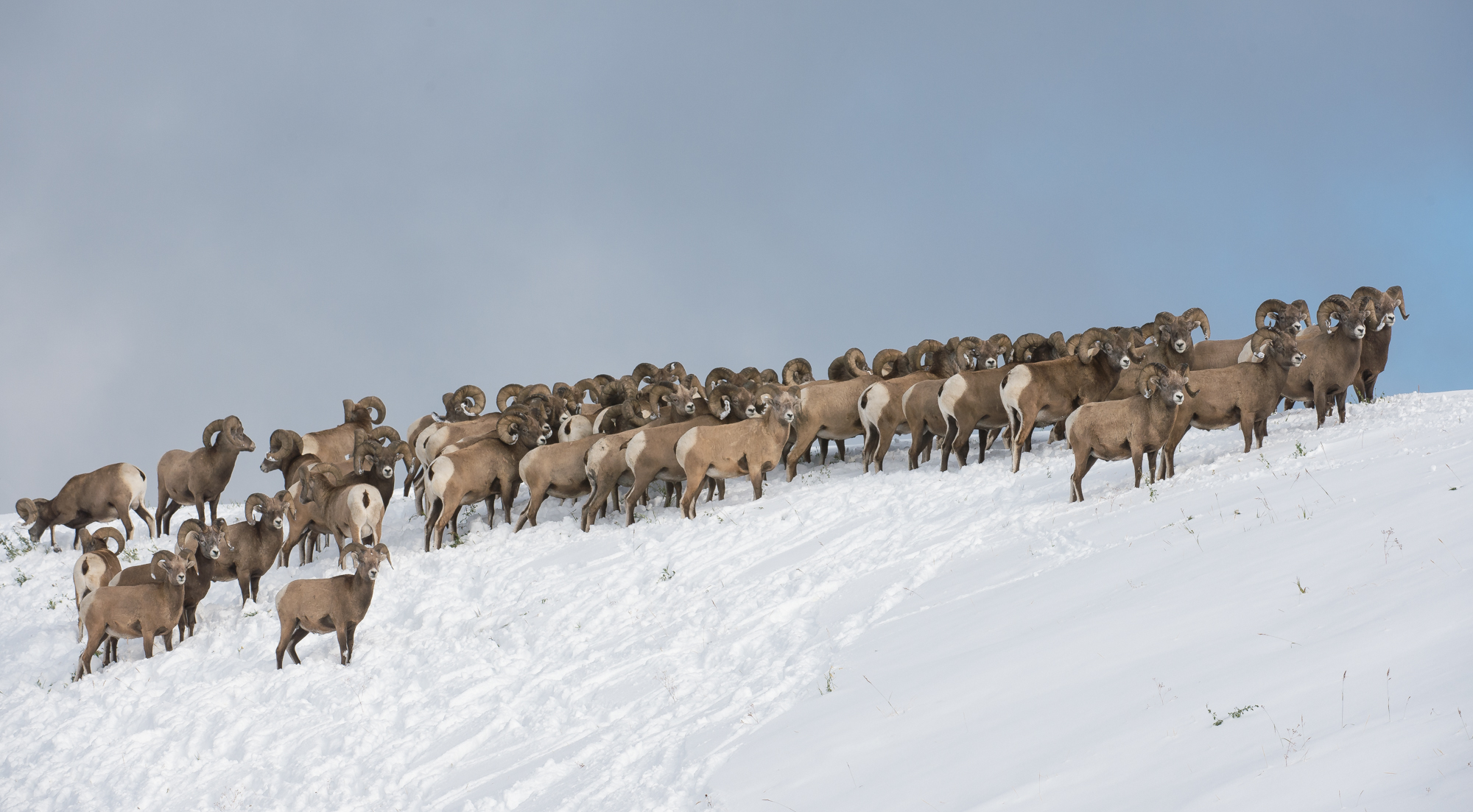 The Herd