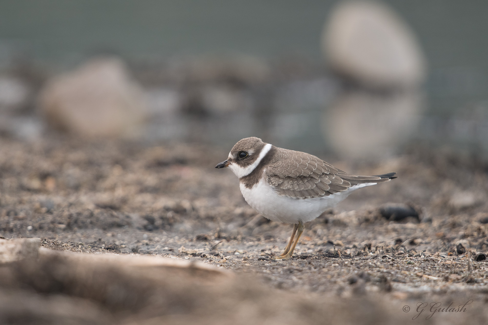 Semipalmated Plover
