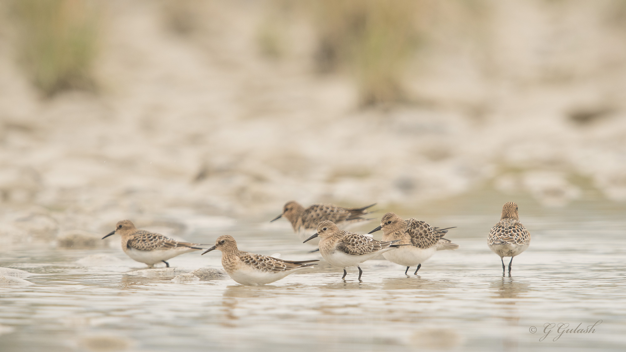 Baird's Sandpiper Flock