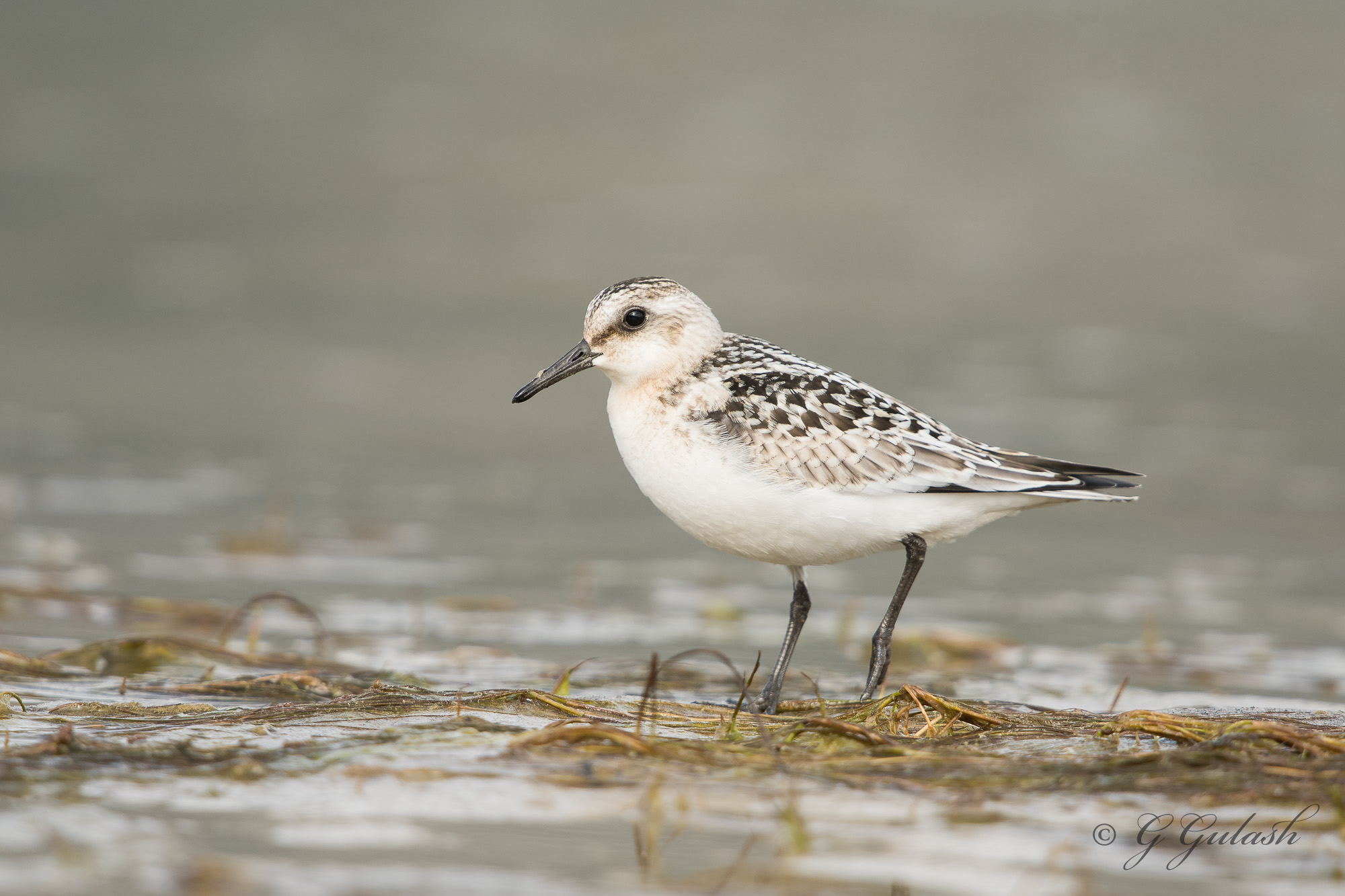 Sanderling