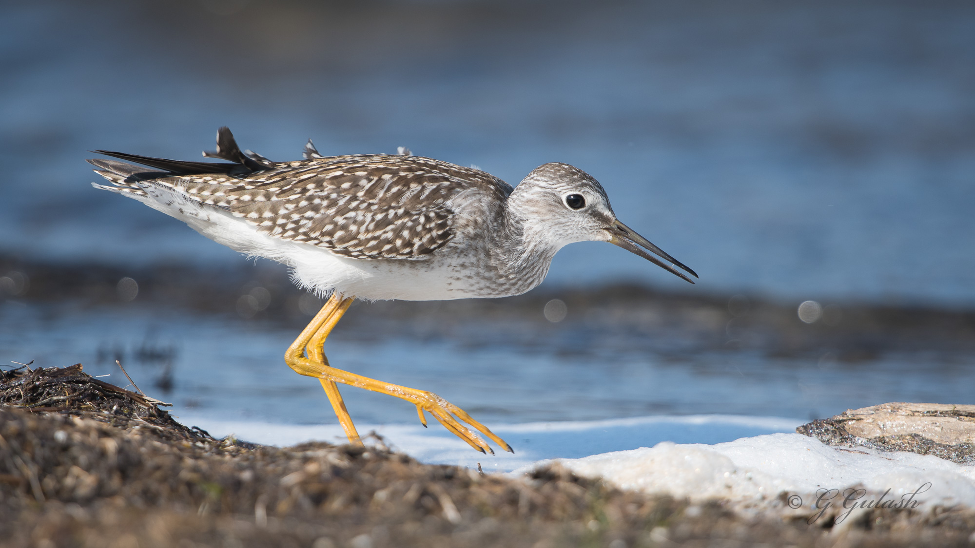 Greater Yellowlegs