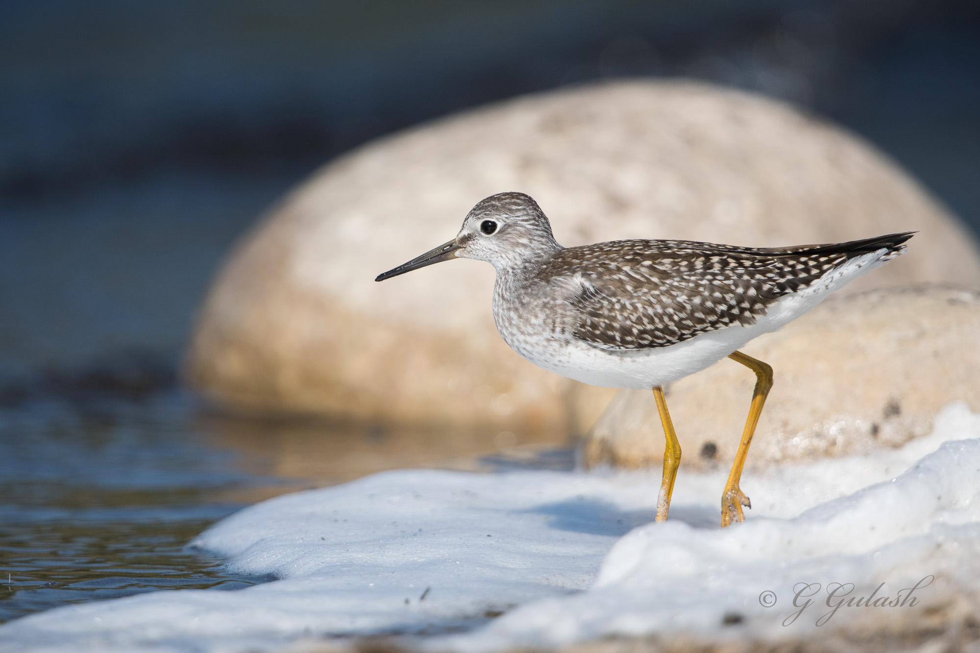 Greater Yellowlegs
