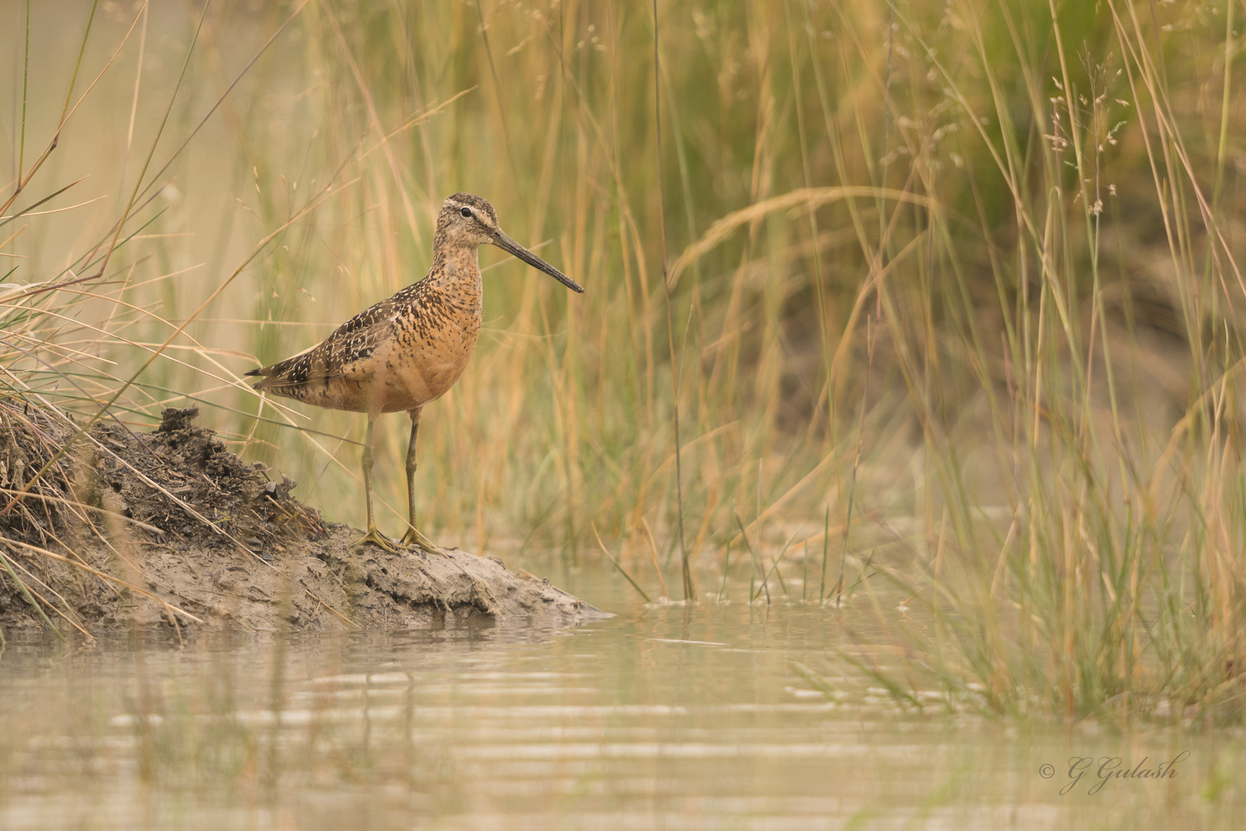 Long-billed Dowitcher