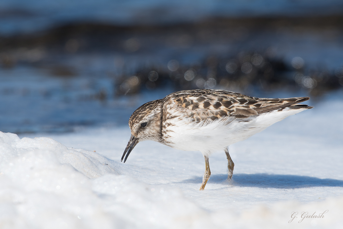 Least Sandpiper