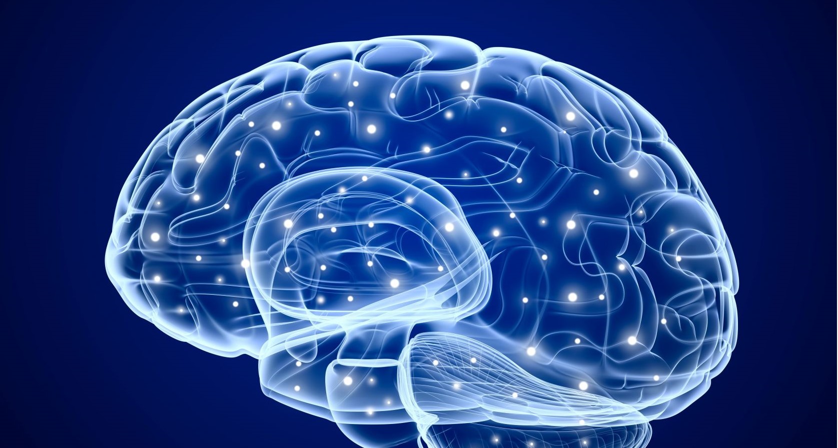 brain1.jpg