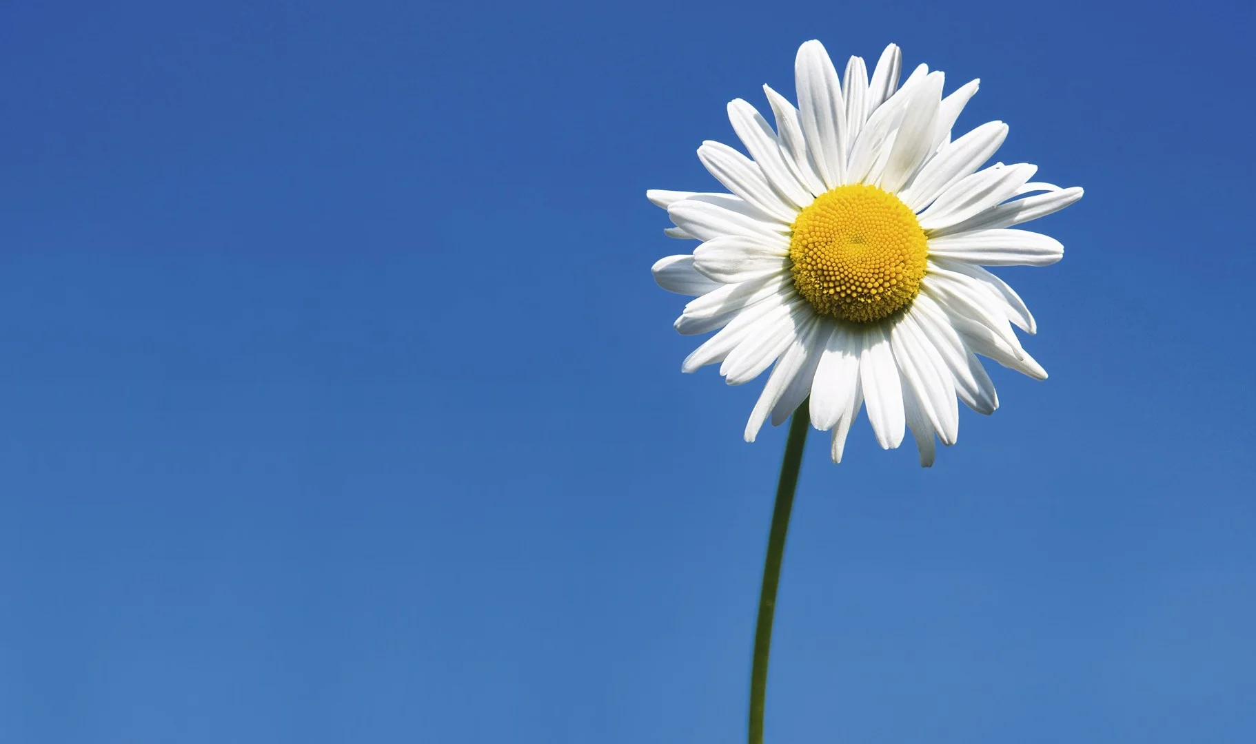 flowers-single-flower-daisy-nature-white-daisies-wallpaper-nexus.jpg