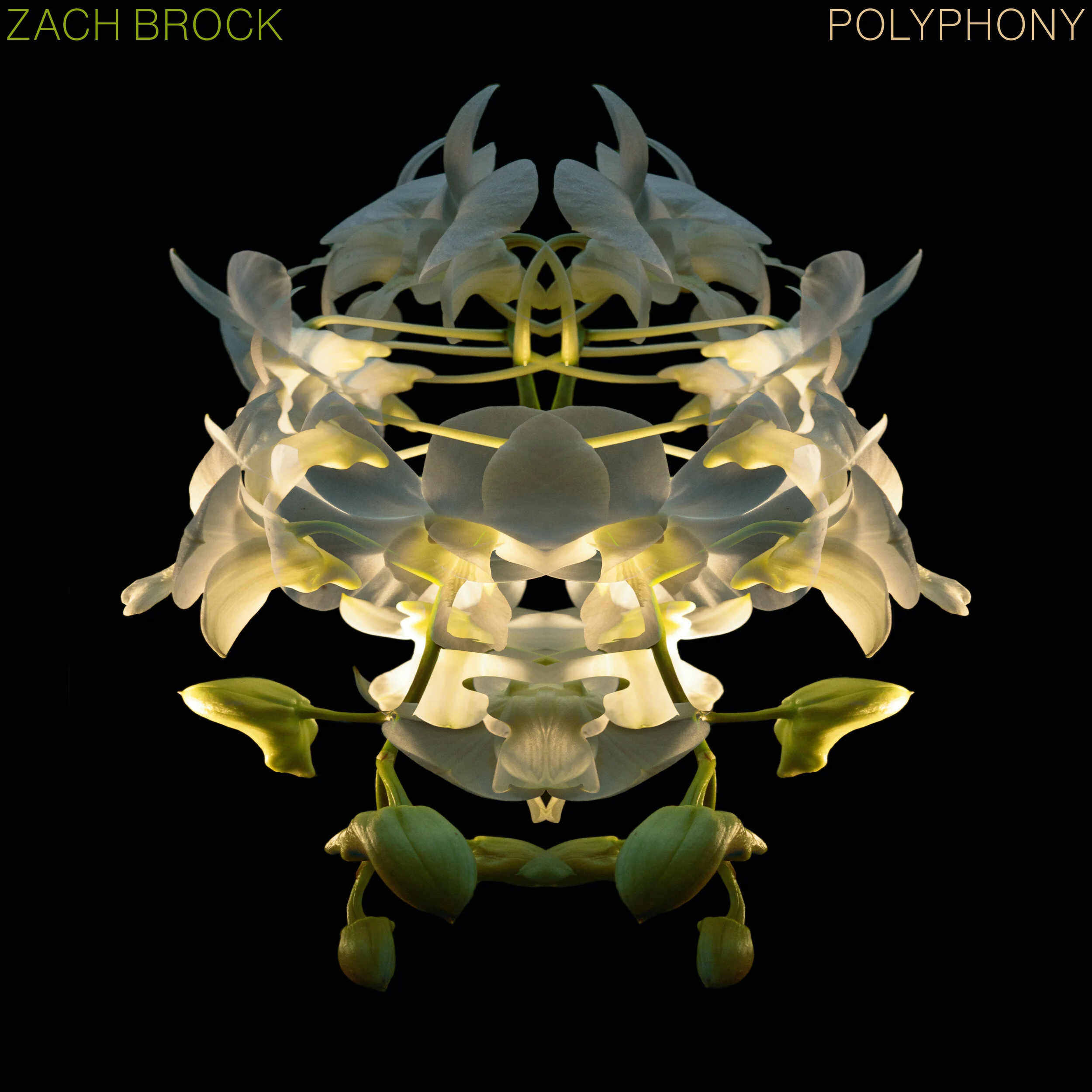 Polyphony