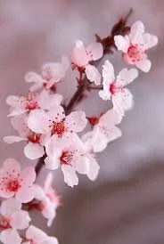 cherry blossom 2.jpeg