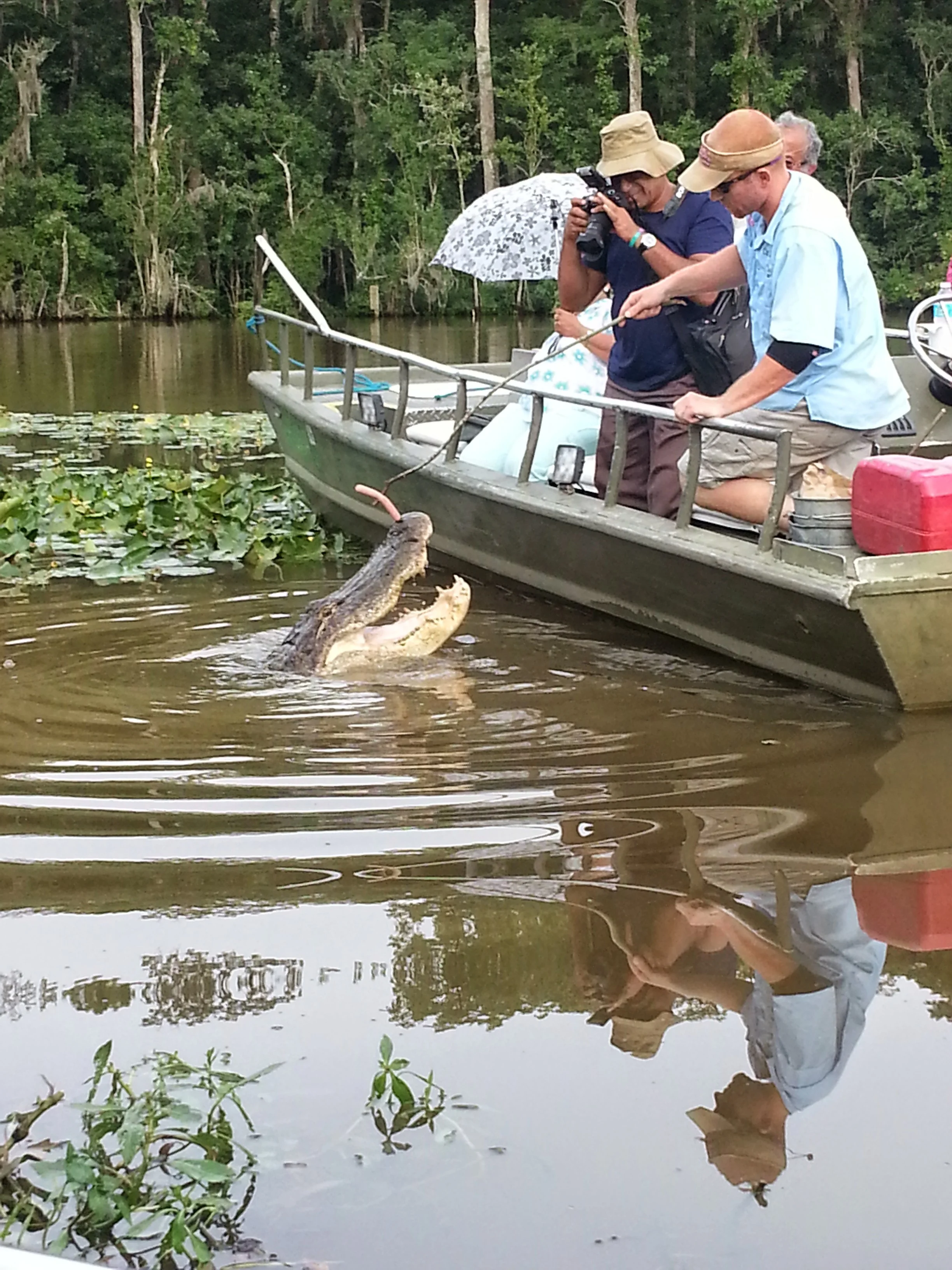 See! Like i'm sayin.... These gators in New Orleans put on a show! I got my monies worth!