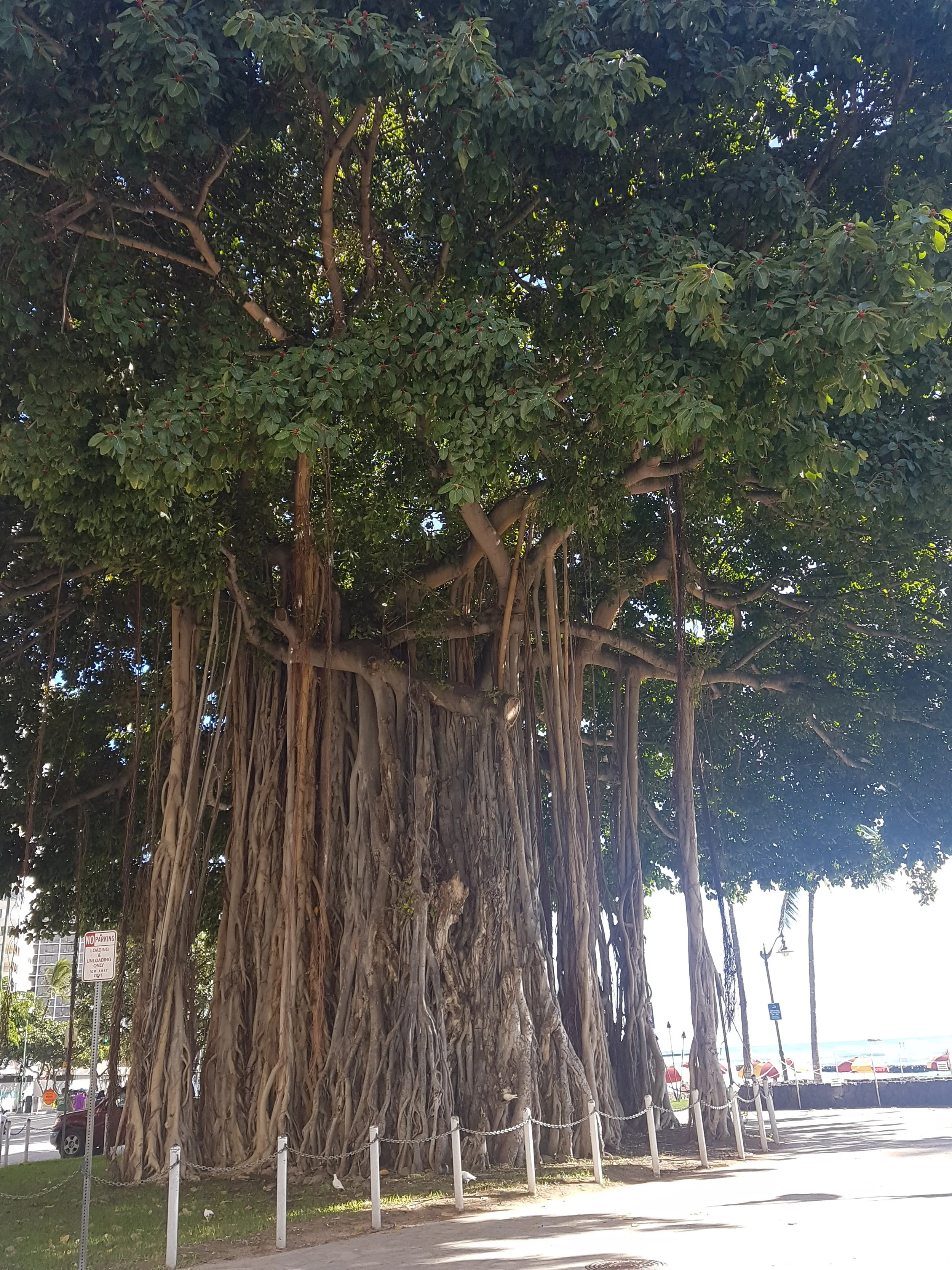 I just fell in love with this tree.