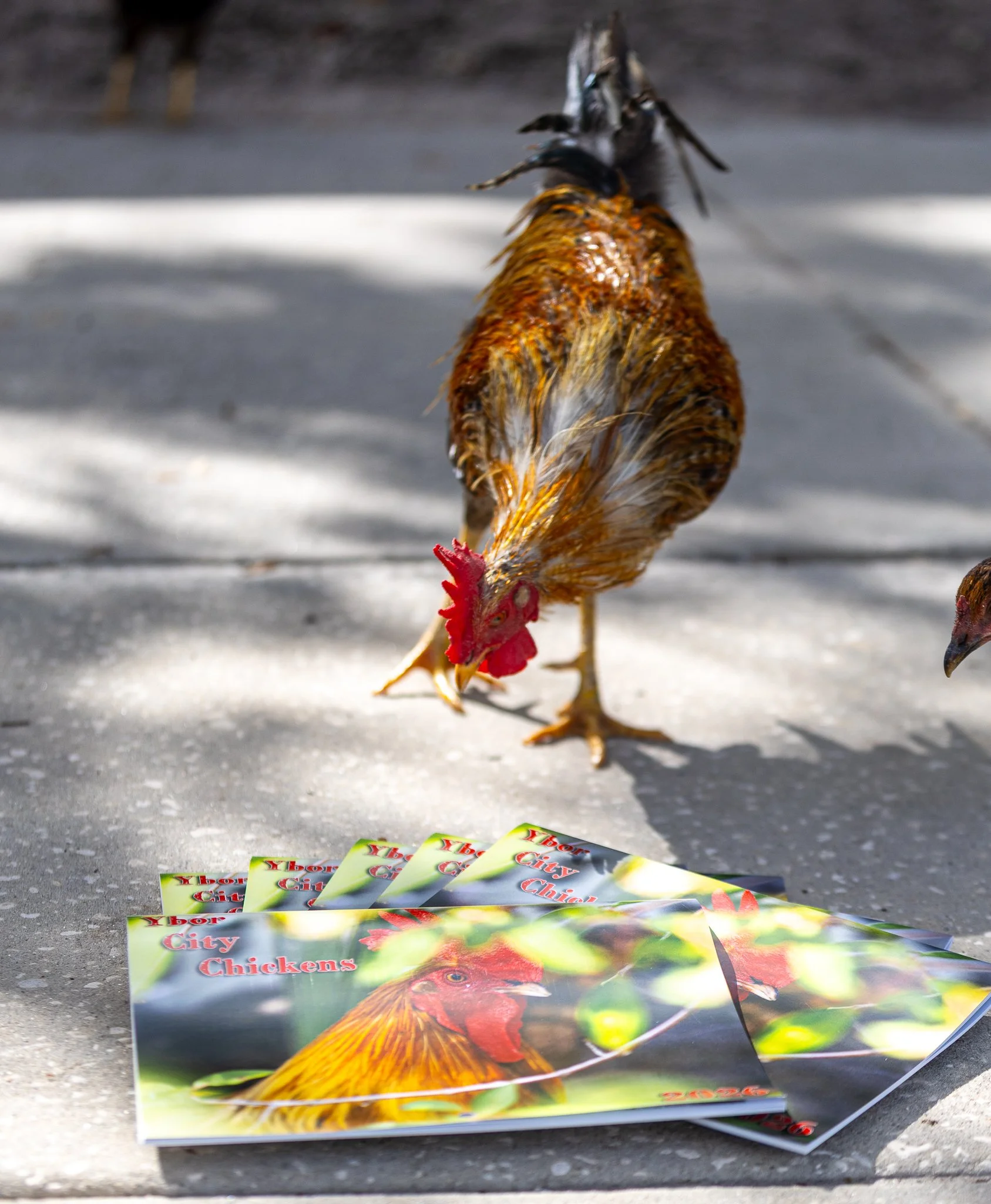 ybor calendar shoot-16.jpg