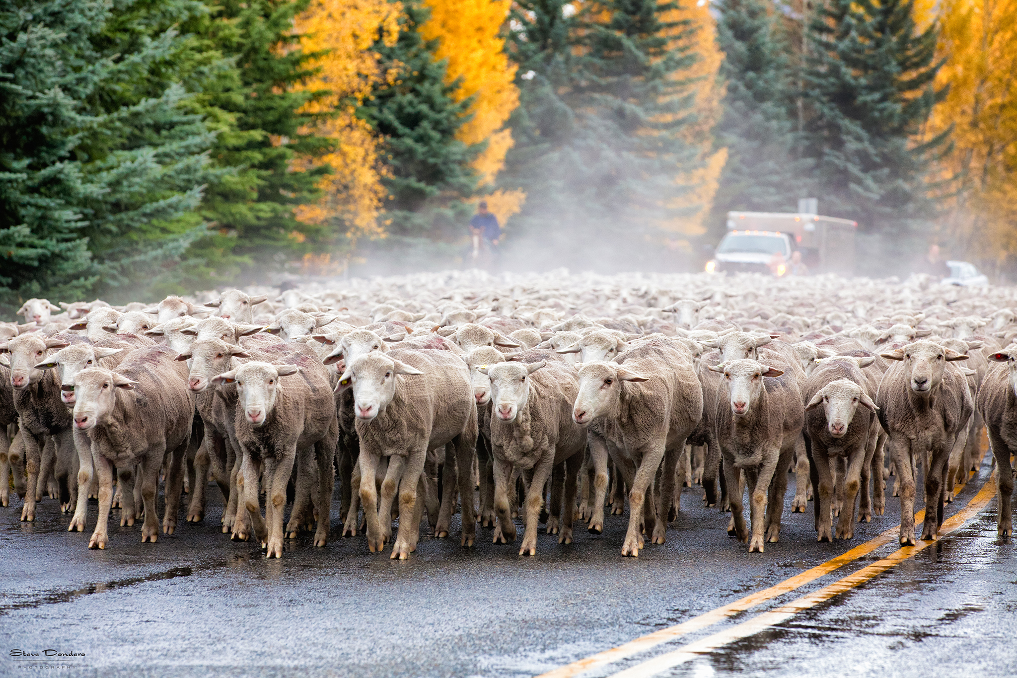 photo via Trailing of the Sheep Festival