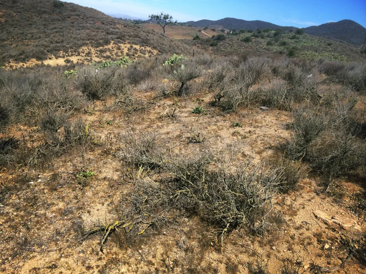 After five years of drought, native California sagebrush showed a dramatic decline, especially under high N deposition.