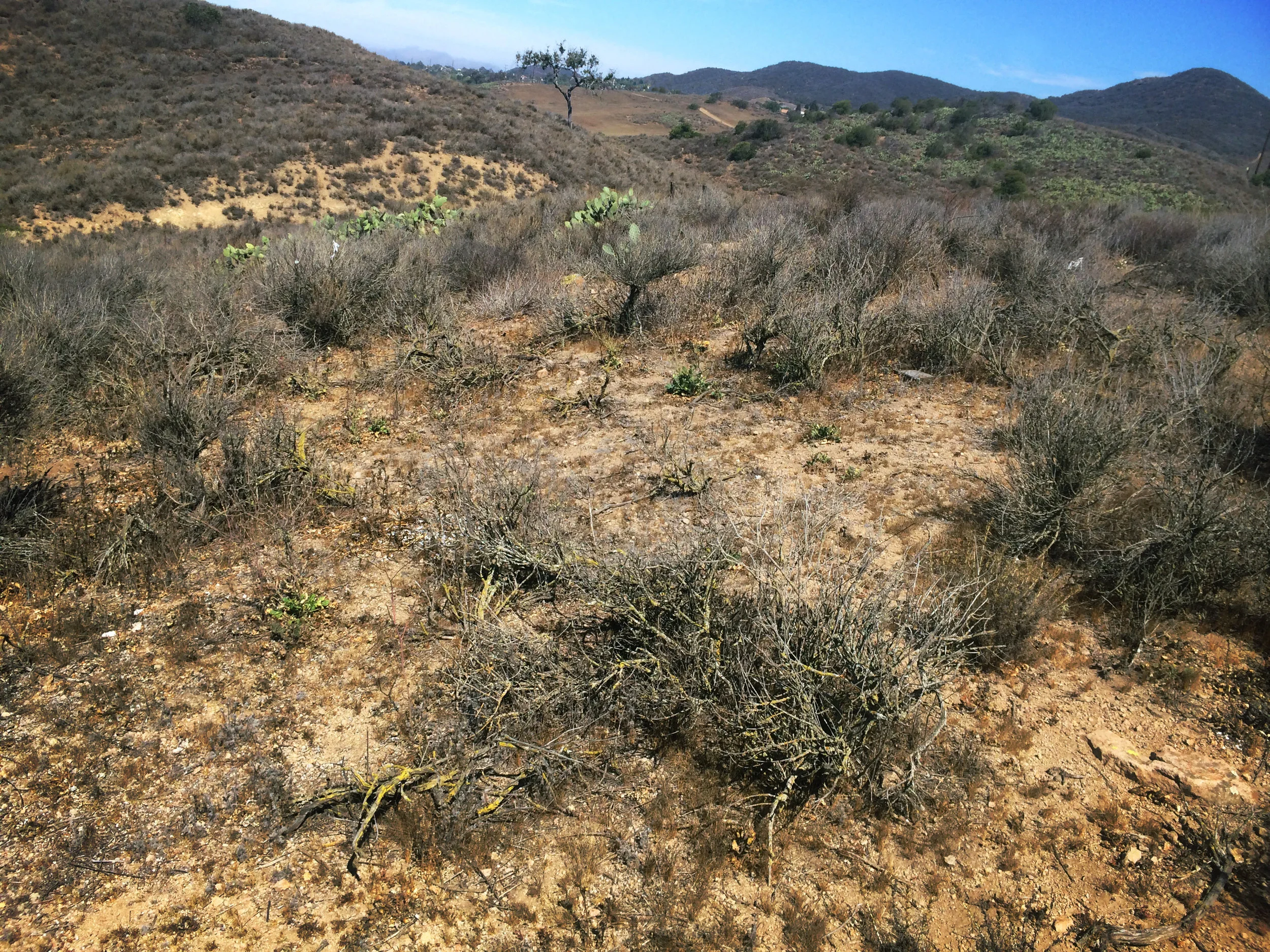 After five years of drought, native California sagebrush showed a dramatic decline, especially under high N deposition.