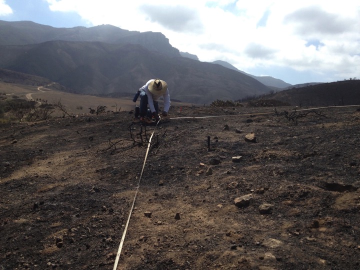 Field assistant Dwight Williams installs N fertilization plots in the burned landscape following the Springs Fire of 2013.