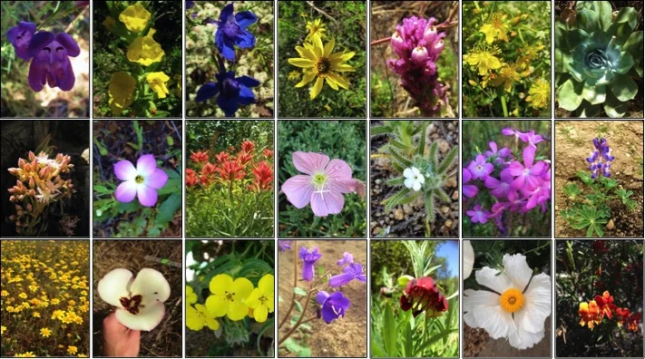 Declines in native plant richness with elevated nitrogen deposition were largely due to the loss of native forb species.
