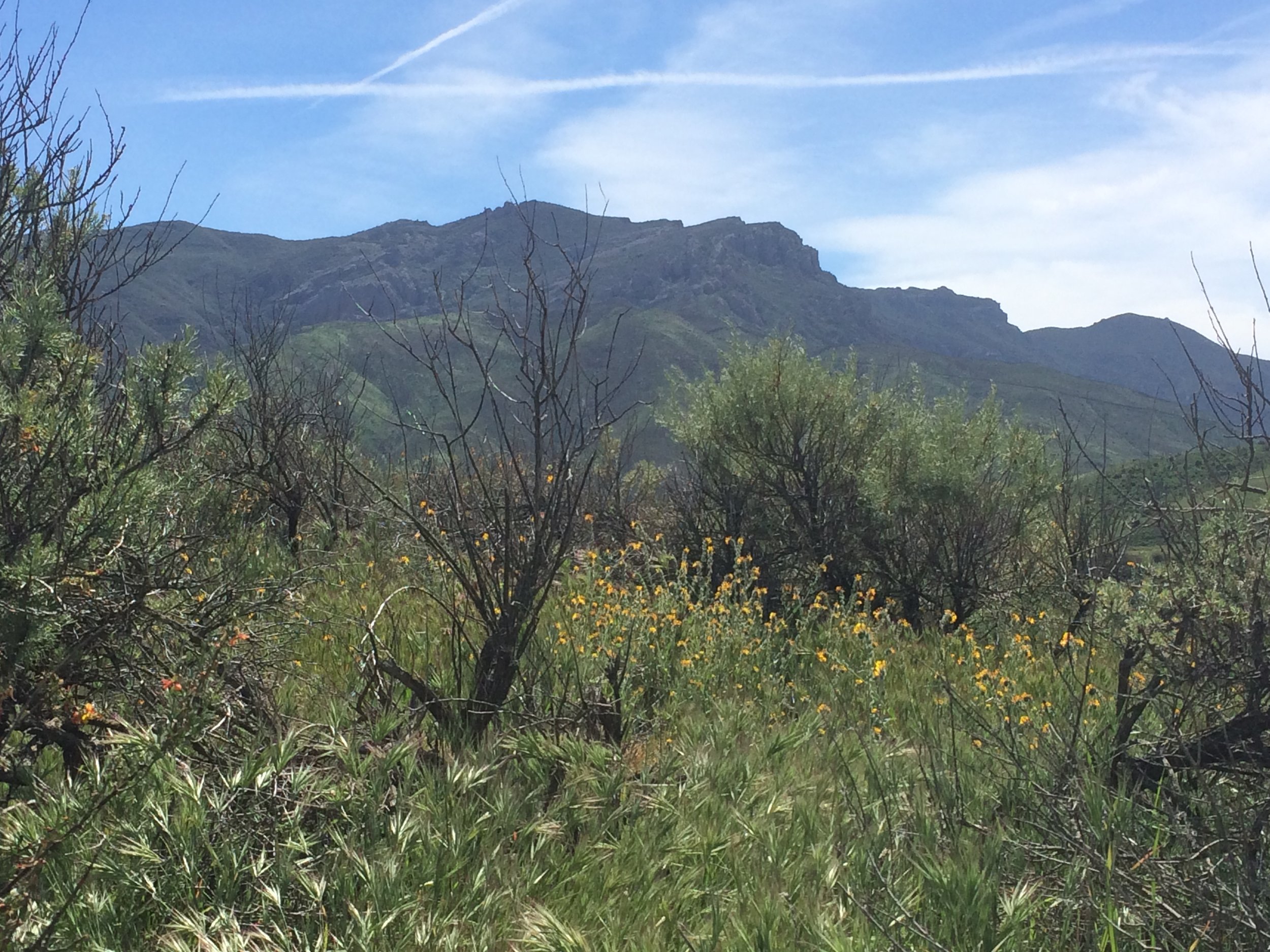 California's native coastal sage scrub has been heavily invaded by nonnative, invasive annual grasses, such as the Bromus rubens shown here in the foreground. In the Santa Monica Mountains (pictured here) I've found these annual grasses displace native wildflowers and reduce the establishment of native shrub seedlings.