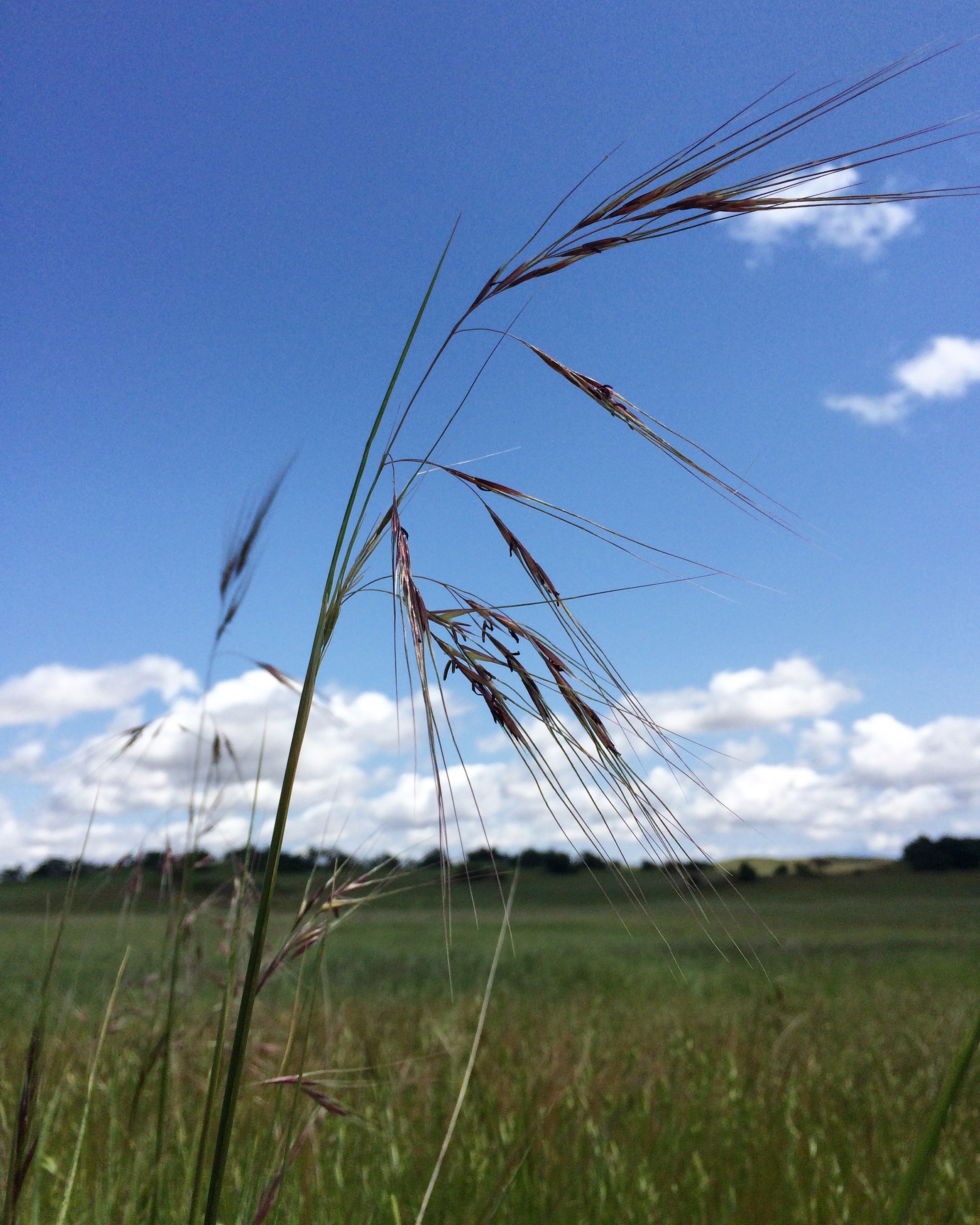 Purple needle grass, or Stipa pulchra , is California's state grass, and this species once dominated much of the valleys and foothills of California. 