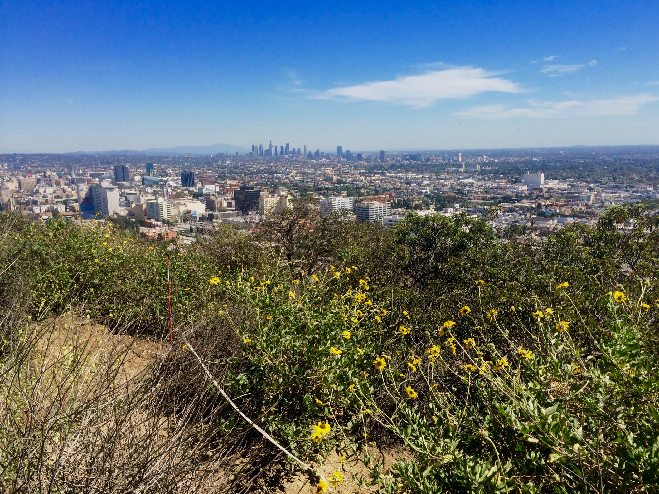 While parks like Runyon Canyon (pictured here) protect native habitat in urban Los Angeles, sites closest to the city are often subject to high levels of atmospheric nitrogen deposition.