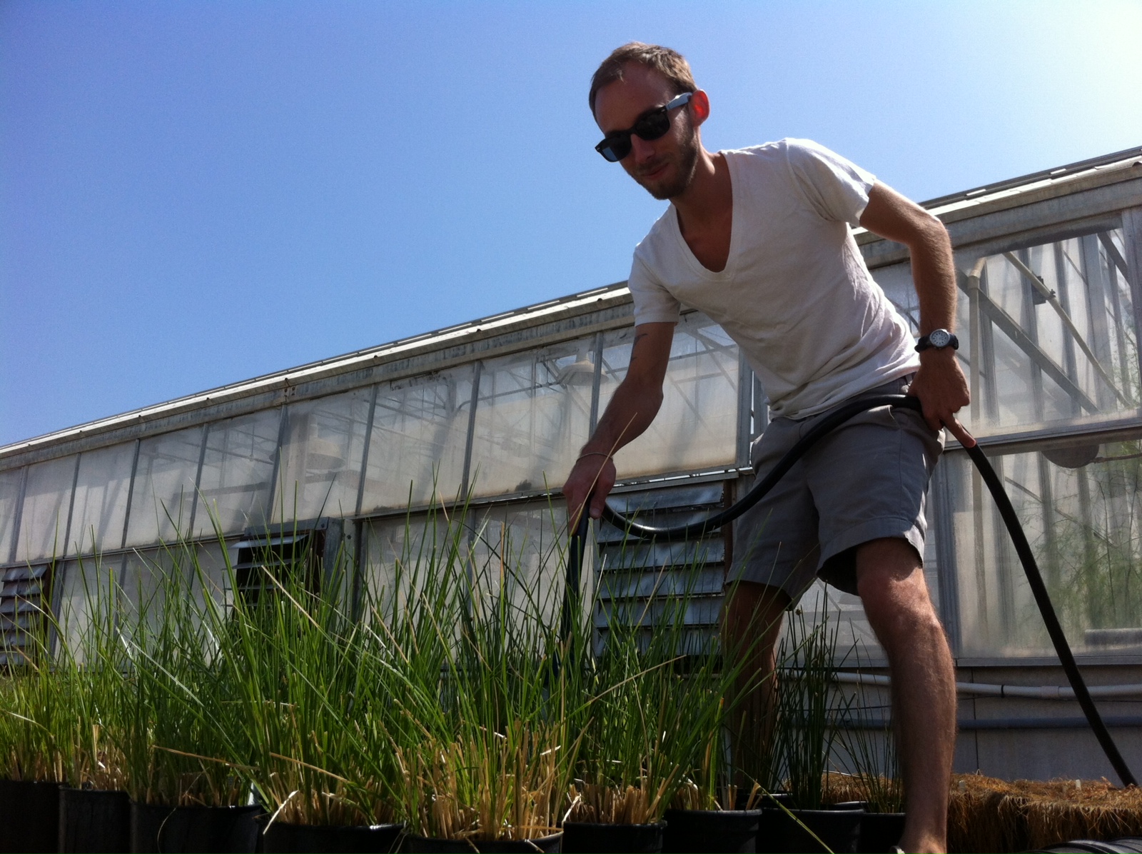 I used controlled greenhouse experiments to further explore mechanisms that operate in the field.