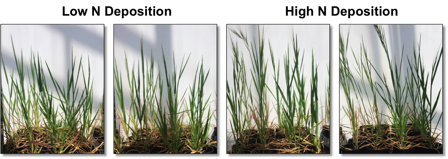 Some of my ongoing experiments are comparing the plant functional traits of populations of invasive species throughout southern California, including sites receiving relatively high and low levels of nitrogen deposition. Preliminary results suggest …