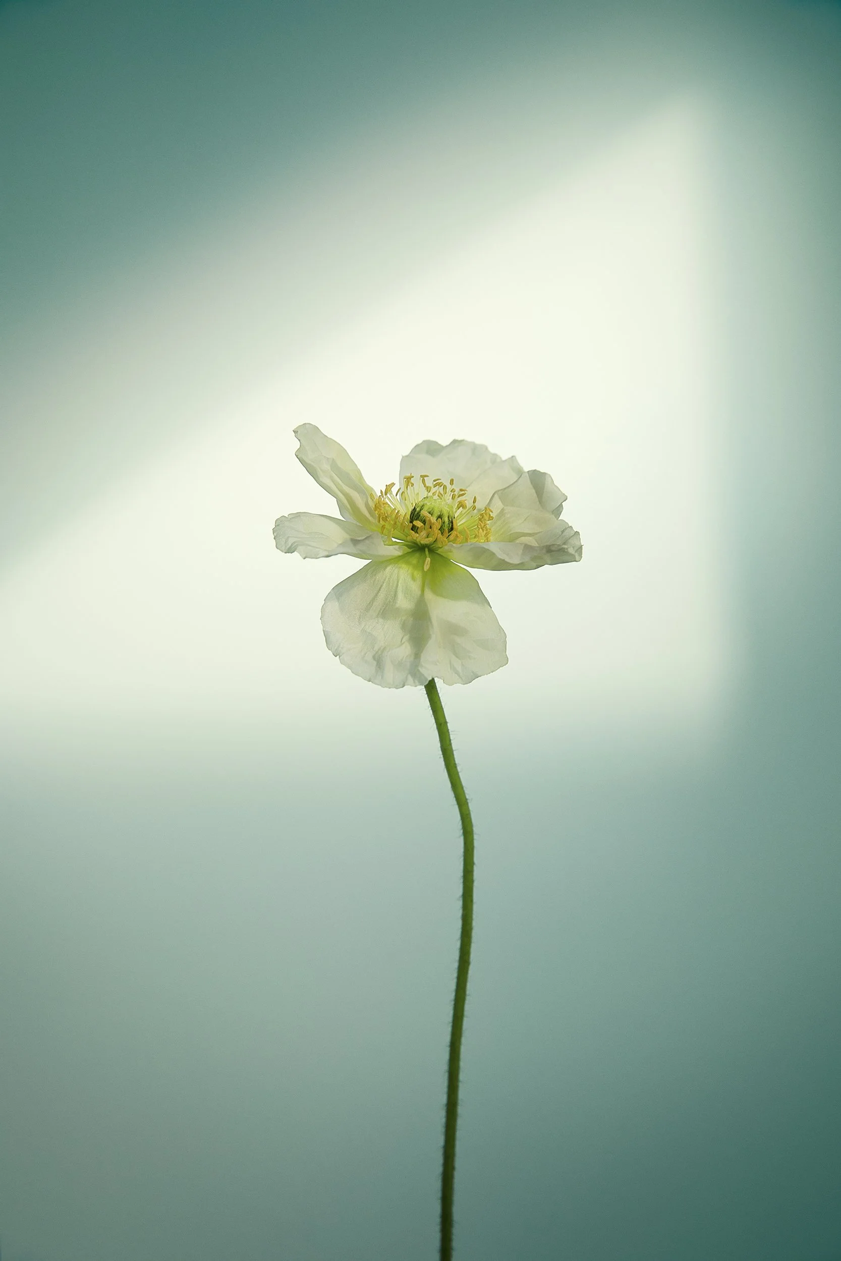 Ray_Lisa_A_delicate_strength_framed_archival_pigment_print_on_cotton_rag_paper_938x638mm_2021.jpg