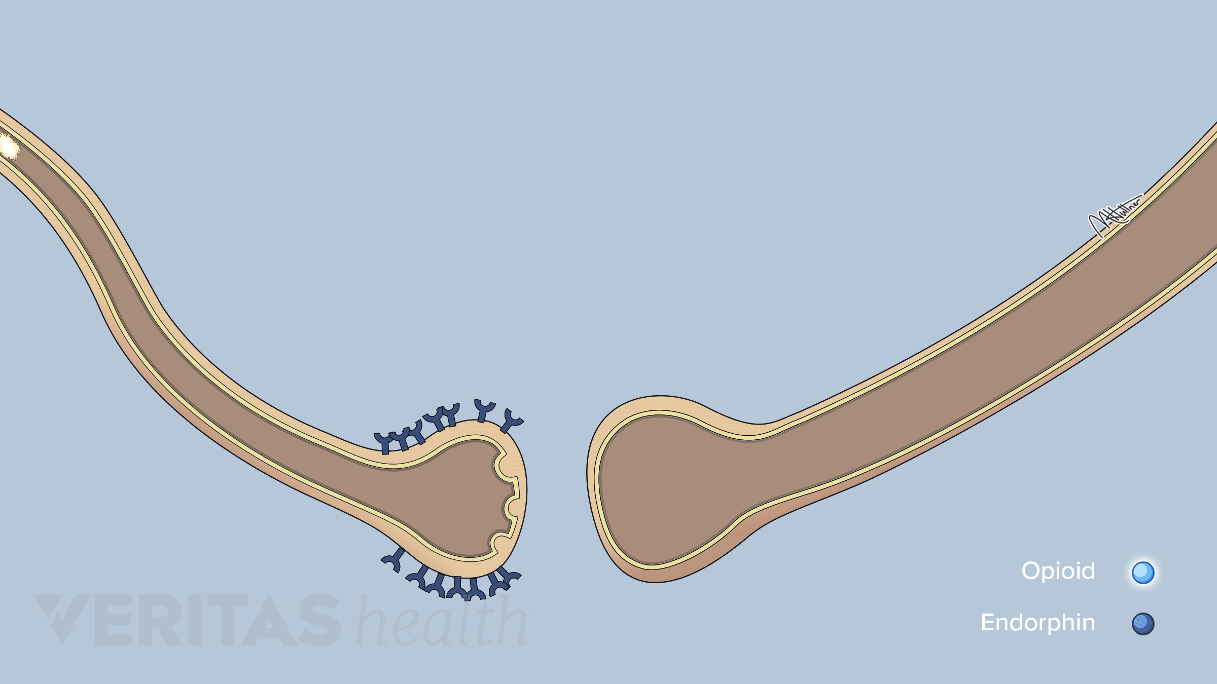How-Opioids-Block-Pain.gif