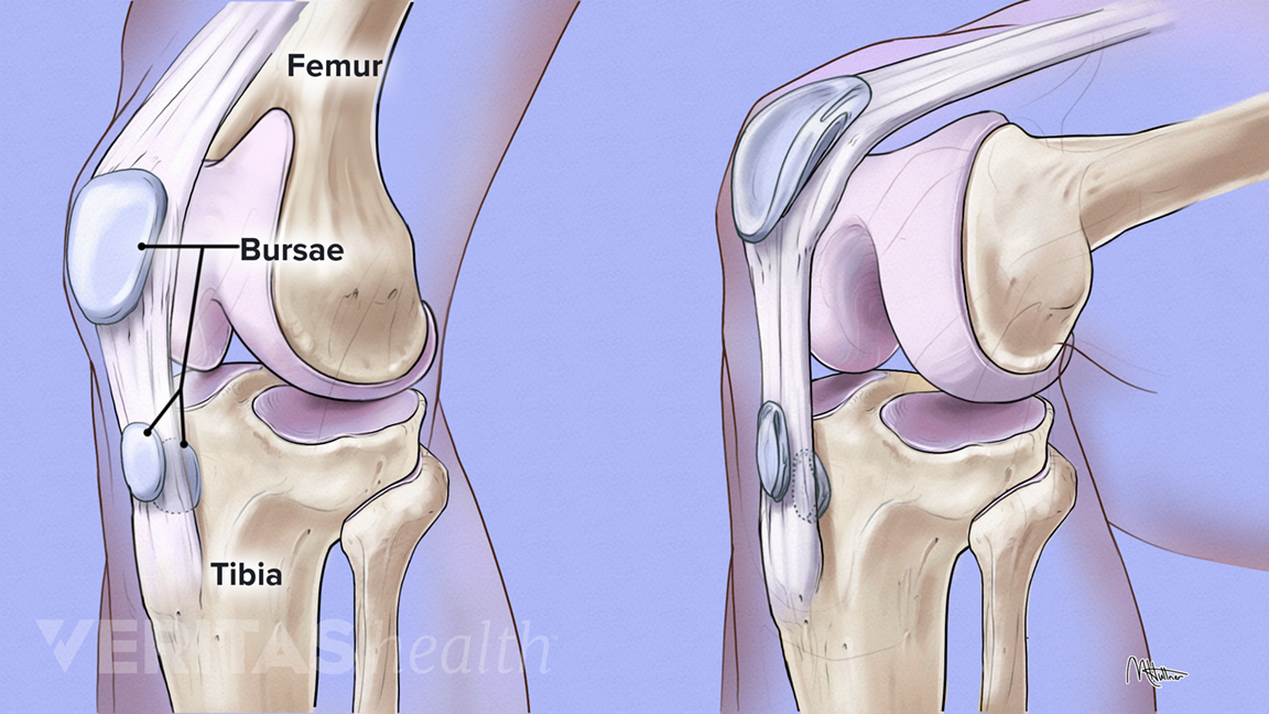 VA-344-AnatomyBursa1.png