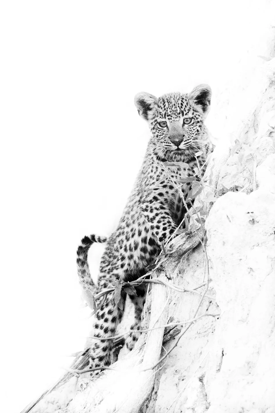 Naledi High Key.jpg