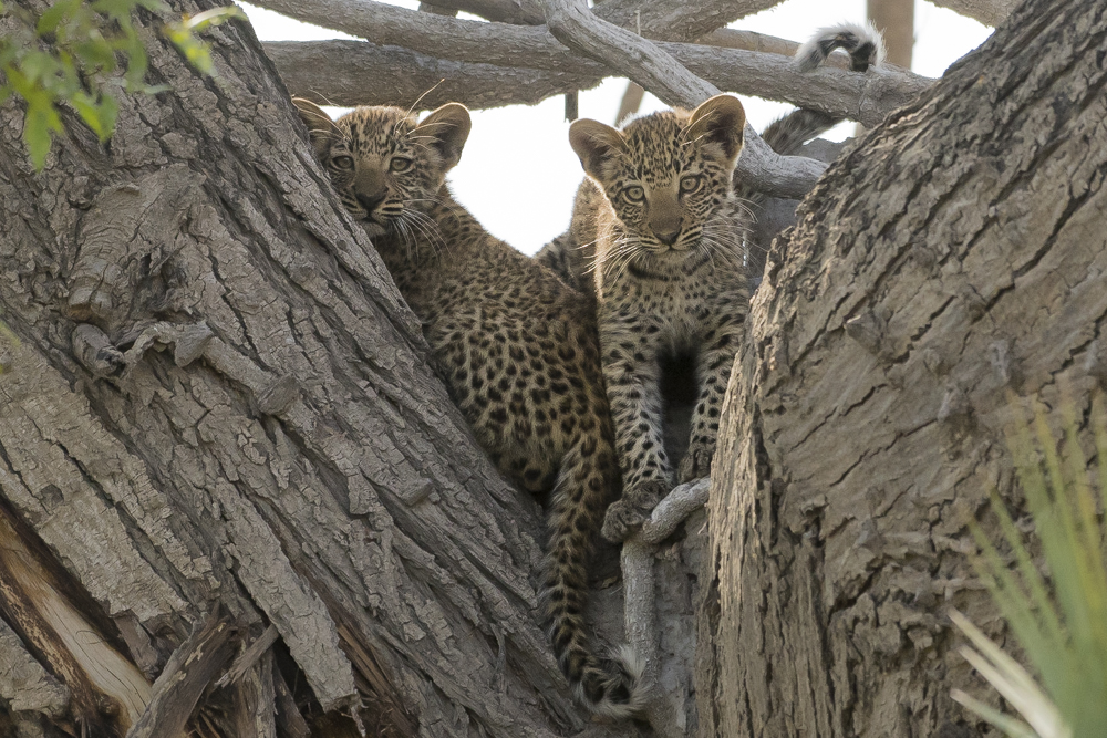Naledi High Key-8.jpg