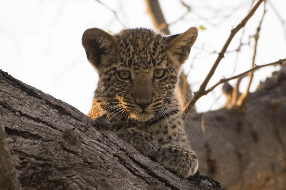 Naledi High Key-9.jpg