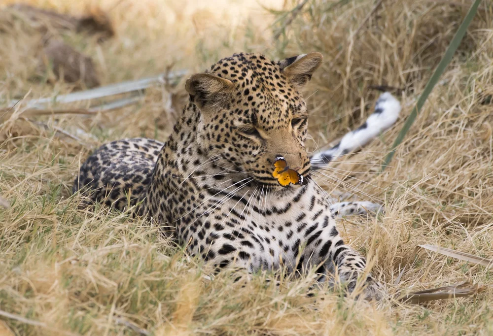 Naledi High Key-10.jpg