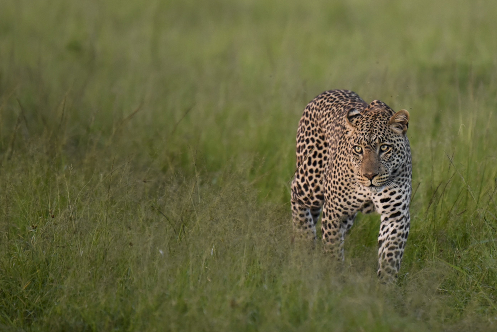 Naledi High Key-2.jpg