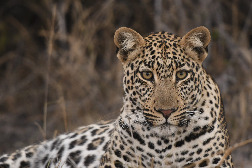 Naledi High Key-7.jpg