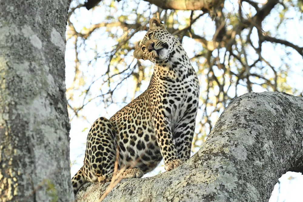Naledi High Key-6.jpg