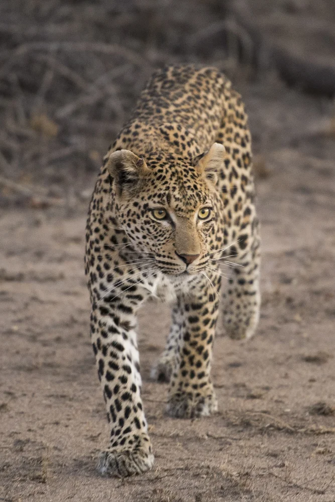 Naledi High Key-4.jpg