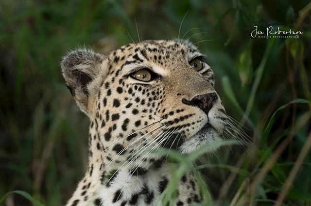 One of my favorite leopards - the Black Dam female - who I&rsquo;ve had fortune to spend many hours with on several trips to Ngala. I&rsquo;ve seen her successfully raise two adults cubs (no small feat), saw her with another five month old cub, and b