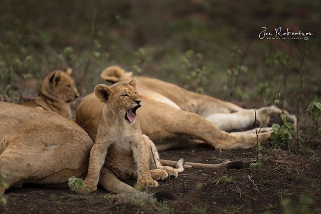 I feel ya little guy, I feel ya 🦁❤️
.
.
.
#andbeyondsafari #phinda #travelandbeyond #lioncub #cuteanimals #babyanimals #lion #predator #bigfive #safari #nikon #iamnikon #nikonphotography #nikonwildlife #wildlife_seekers #wildlifephotography @andbeyo