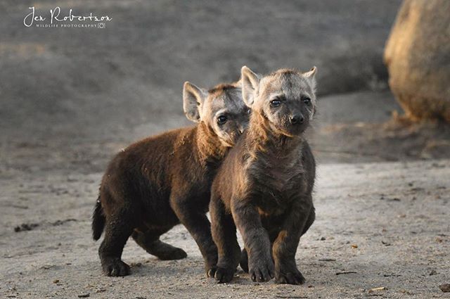 Cute little hyena cubs - one was ready to play, but the other kept giving us the sideeye ❤️
.
.
.
#hyena #hyenacub #cubs #kirkmanskamp @andbeyondkirkmanskamp @carlsginafrica @daryldellsafaris #babyanimals #wildlife_seekers #wildlifephotography #natge