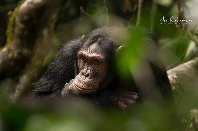 Mondays come around so fast...(and how amazingly expressive is this guy&rsquo;s face? chimp trekking in Uganda - a top 5 wildlife experience one can have!❤️)
.
.
.
#chimpanzee #chimps #uganda @daryldellsafaris @carlsginafrica @ugandalodges #kibale #e