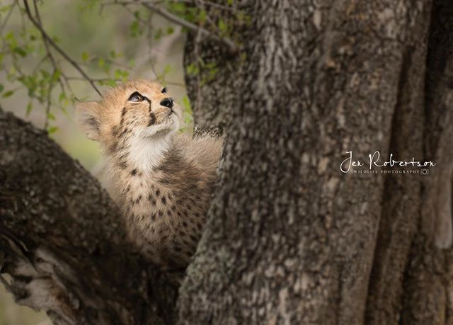 Always have something - or someone - to look up to ❤️ Missing the magic of the bush!
.
.
.
#phinda #andbeyondsafari #travelandbeyond @daryldellsafaris @carlsginafrica #cheetah #cheetahcub #iamnikon #sigma120300sports #conservation #ecotourism #photoo