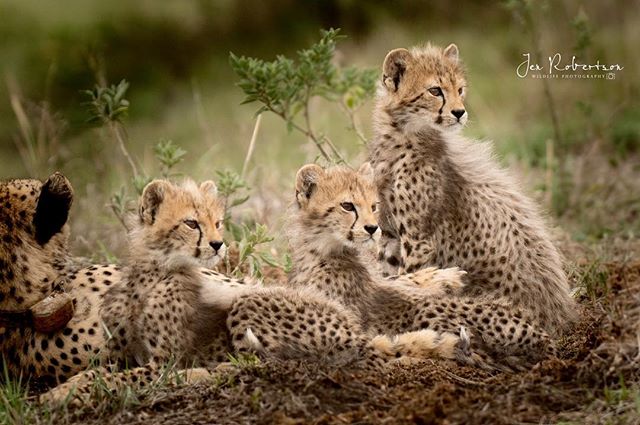 Youngsters on the lookout ❤️
.
.
.
#southafrica #phindaprivategamereserve #phinda #cheetah #cheetahcub #cubs #conservation #ecotourism #safari #photooftheday #photographicsafari #wildlife #wildlife_seekers #wildlifephotography #bbcwildlife #natgeowil